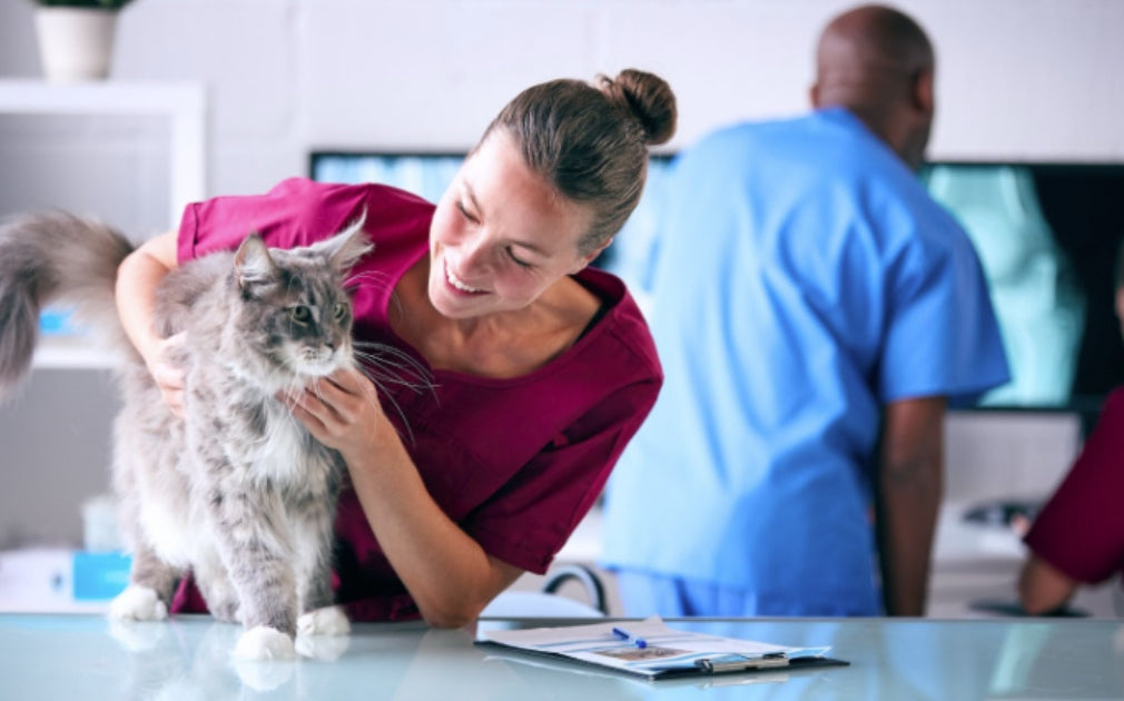 AI's Diagnostic Triumph in Shanghai: Implications for Veterinary Training and Practice in Australia