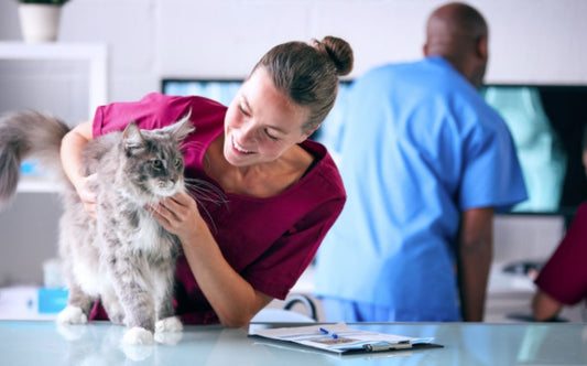 AI's Diagnostic Triumph in Shanghai: Implications for Veterinary Training and Practice in Australia